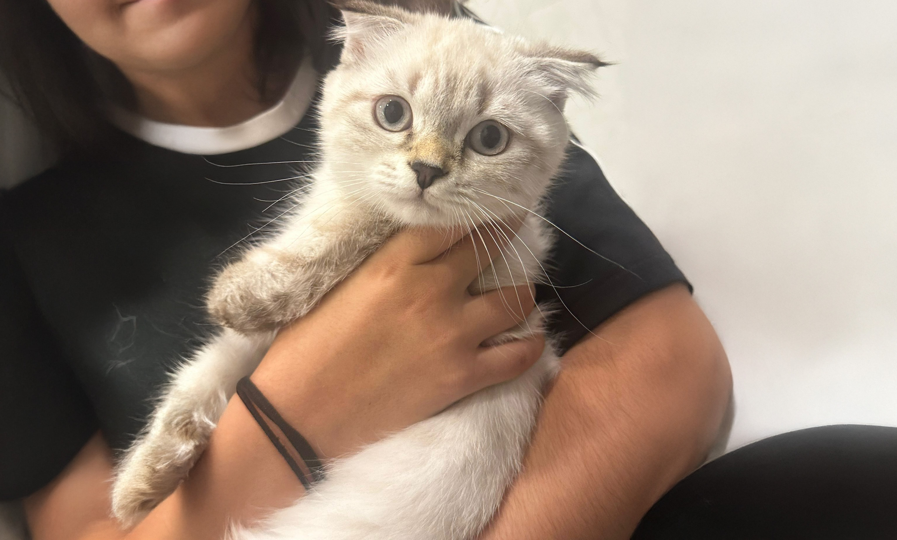 Mavi gözlü bej tonlarında bir kedi